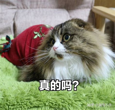 猫五行|什么样的人，养猫可以旺运？